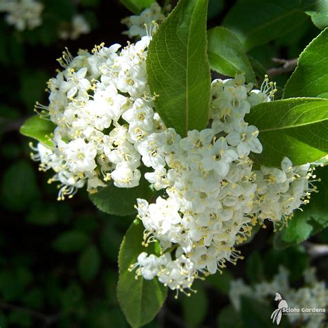 Viburnum prunifolium #2 (Blackhaw Viburnum) - Scioto Gardens Nursery