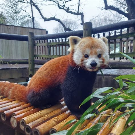 THE ZOO ATLANTA FAMILY IS SADDENED BY THE PASSING OF RUBY THE RED PANDA - Zoo Atlanta