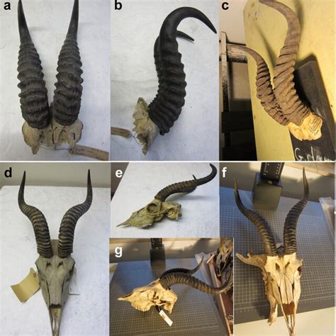 -Sex-dimorphism in the horns of the dama gazelle (Nanger dama). Axis of ...