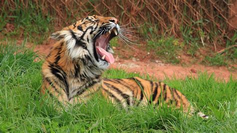 Tiger lying on the grass wallpaper - Animal wallpapers - #47957