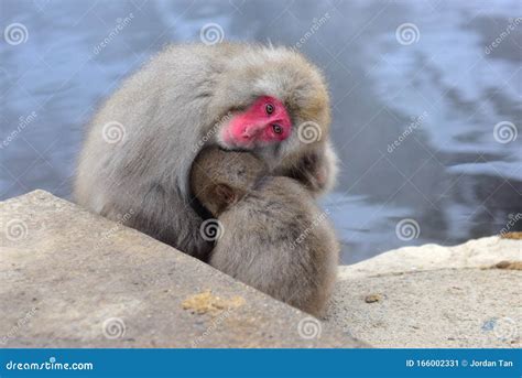 Mother and Child Japanese Macaques Snow Monkey at Jigokudani Monkey Park in Japan Stock Image ...