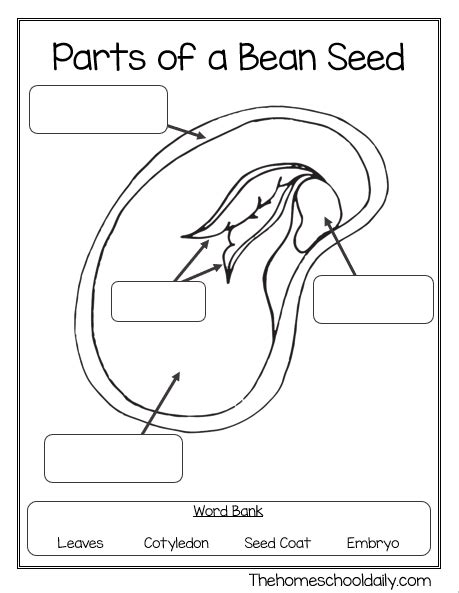 Parts Of A Seed | Teaching Resources - Worksheets Library