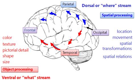 Ventral-Dorsal Stream