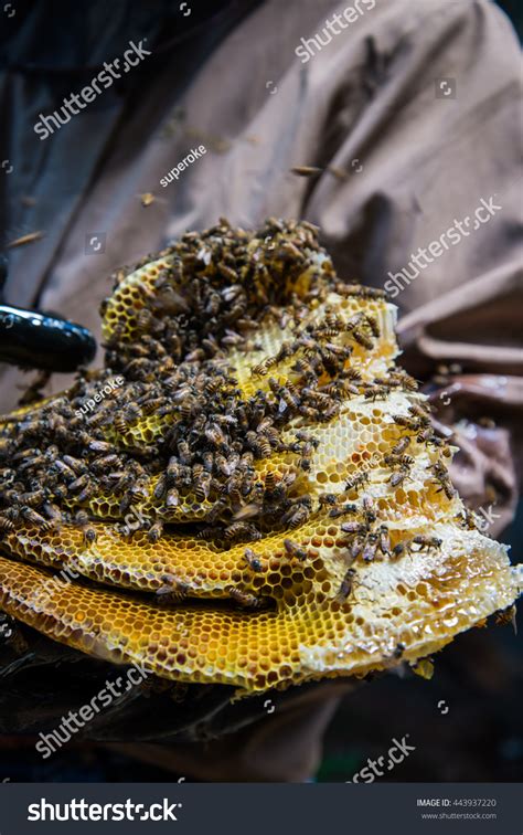 Farmer Keep Honeycomb Farm Stock Photo 443937220 - Shutterstock