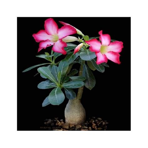 Adenium obesum seeds