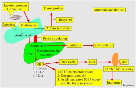 Ammonia (NH3), Hyperammonia, Ammonia level - Labpedia.net