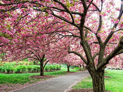 Best NYC parks for seeing cherry blossoms in the spring - Curbed NY