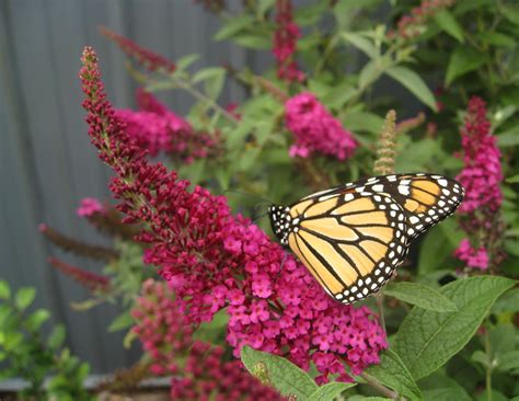 10 Flowers that Attract Monarch Butterflies | Growing Organic