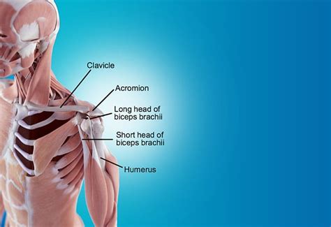 7 Best Exercises To Treat (& Prevent) Biceps Tendinitis