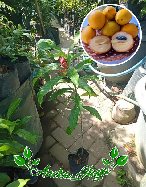 Grafted Sapodilla Australia ( Abiu ) Fruit Tree - Mekar Nursery