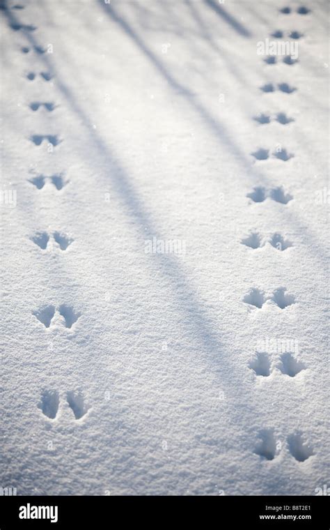 Red Squirrel Tracks In Snow