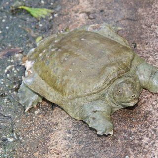 Chinese Softshell Turtle Facts and Pictures