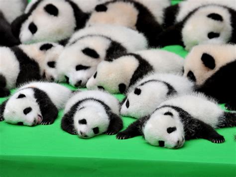 Silly Baby Panda Falls Flat on Its Face During Public Debut of 23 Giant Panda Cubs in China ...