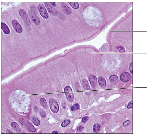 What Is The Structure Of Simple Columnar Epithelium - Printable Templates Free