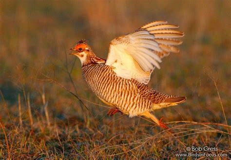 Conserving Prairie-Chickens and their Habitat | Audubon of Kansas