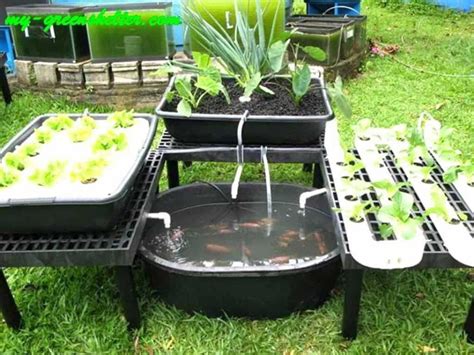 Eye-catching shaped aquaponic DIY click here now Aquaponics Greenhouse, Aquaponics Fish ...