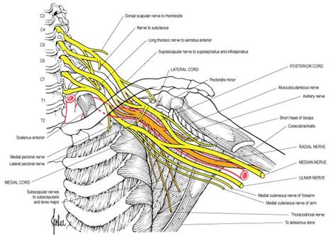 Nerves Of Brachial Plexus Diagram Quizlet, 44% OFF