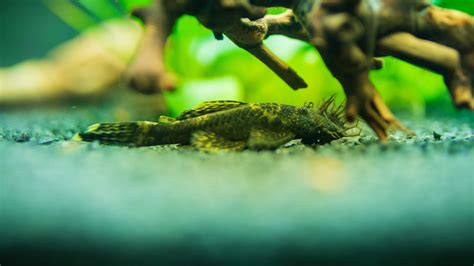 Bristlenose Plecos (Ancistrus): Complete Care Guides, Tank Mates, FAQs ...