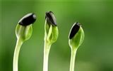 HD plants sprout leaves wallpaper #10 - 1920x1080 Wallpaper Download - HD plants sprout leaves ...