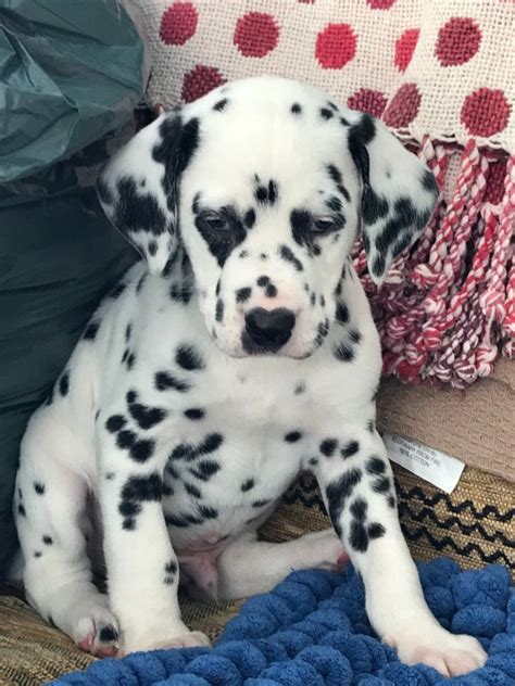 73+ Dalmatian Dog Puppies For Sale Photo - Bleumoonproductions