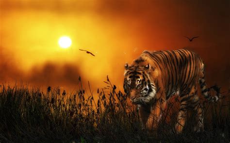 HD Tiger Backgrounds (75+ images)