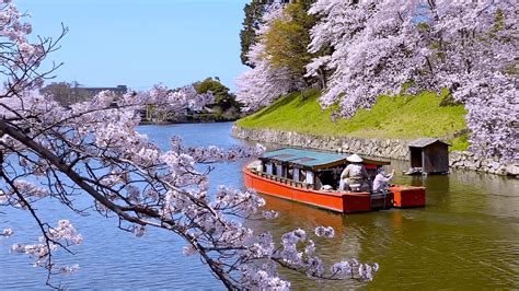 Cherry Blossoms on Scenic Cruise in Japan