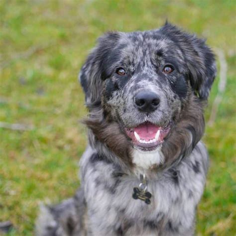 Top 35 Australian Shepherd Mixes - Hard Working Canine Companions - PetVR.com