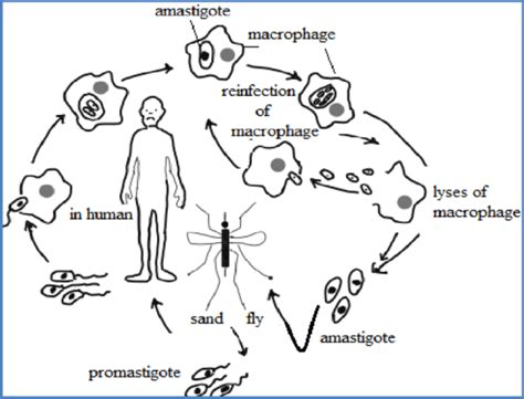 Life Cycle of Leishmania donovani | Diagram | Swarborno