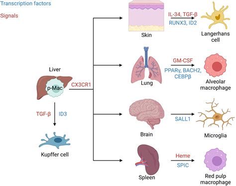 Frontiers | Resident macrophages of the lung and liver: The guardians of our tissues