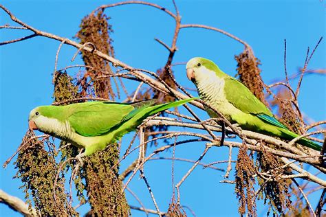 Monk Parakeet