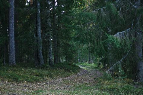 Estonian forest, Ahja, trees, spruce, road, moss | Forest, Tree, Tree trunk