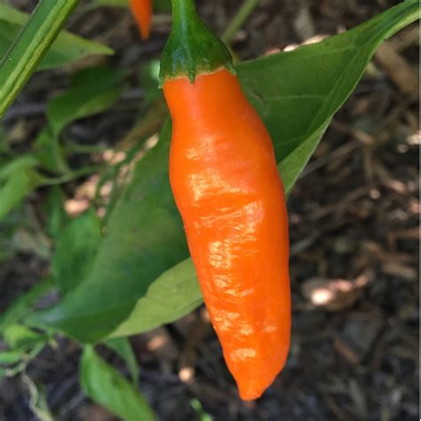 Aji Amarillo Pepper Live Plant | Tyler Farms