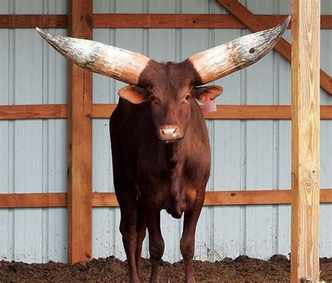 Beef Breeds: Watusi | Livestock | agupdate.com