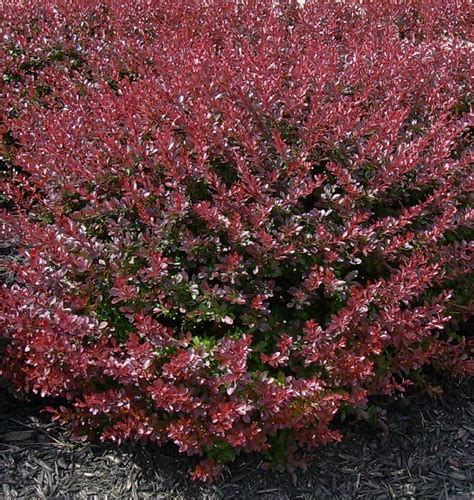 A popular, low-maintenance, dwarf barberry with glistening red foliage and low, mounding habit ...