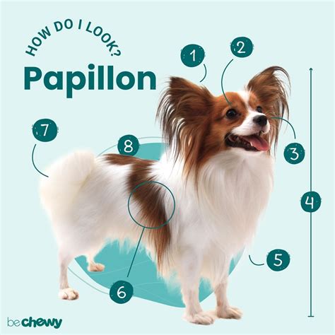 Papillon Dog Breed: Characteristics, Care & Photos | BeChewy