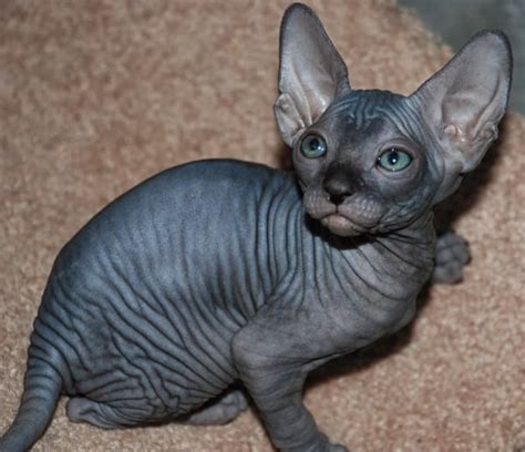 40 Amazing Hairless Sphynx Cat Pictures - Tail and Fur