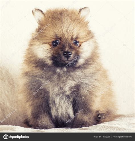 Adorable Pomeranian Spitz puppies Stock Photo by ©fotomolos 148332005