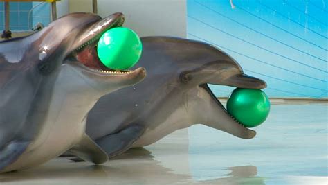 hd two dolphins playing balls closeup Stock Footage Video (100% Royalty ...