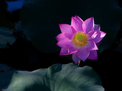 Download Nature Lotus 4k Ultra HD Wallpaper