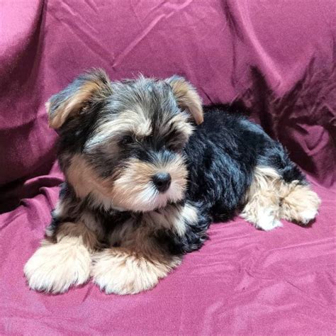 Biewer Terrier puppies for sale – Surprise Puppy Home