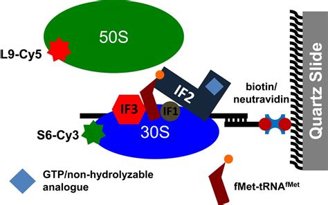 Structural rearrangements of the ribosome and translation factors ...