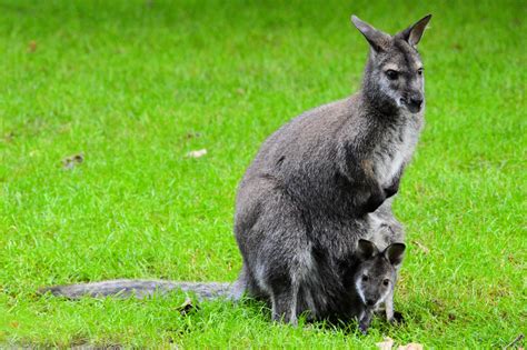 Kangaroo And Young Free Stock Photo - Public Domain Pictures