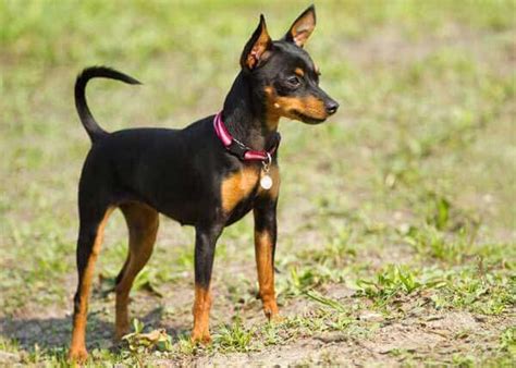 Miniature Pinscher Dog Breed » Information, Pictures, & More