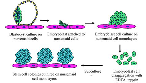 Establishment of a stem cell culture. Stages of an embryonic stem cell ...