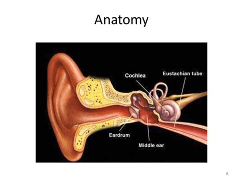 Anatomy and physiology of eustachian tube
