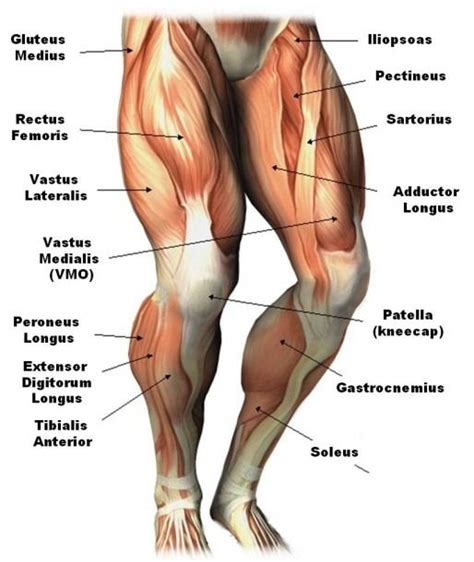 Human Leg Muscle Diagram Diagram Of Thigh Muscles Thigh Muscles | Body ...