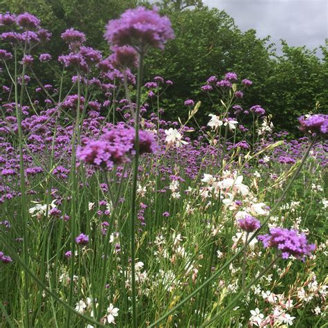 Verbena bonariensis and Gaura 'whirling butterflies, fabulously loose and romantic | Gaura ...