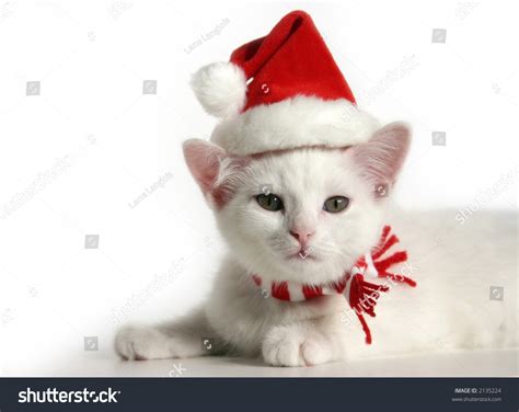 White Christmas Kitten Stock Photo 2135224 : Shutterstock