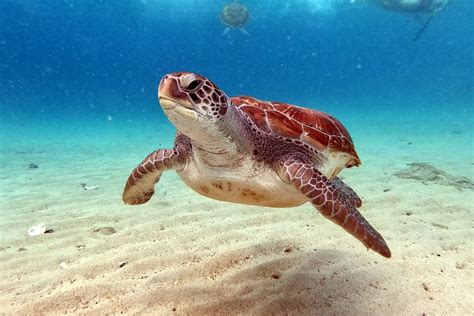 8 Interesting Facts About Sea Turtles | Earth.Org