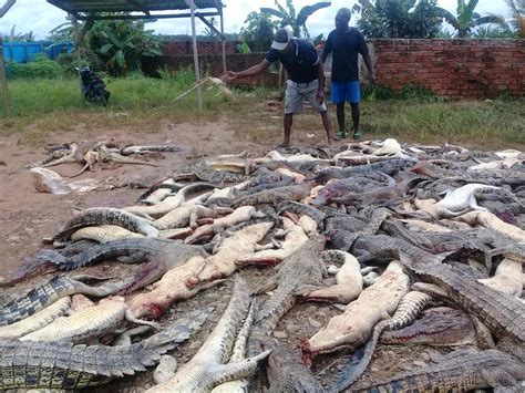 Villagers slaughter 292 crocodiles in 'revenge' after one man killed Indonesia | The Independent ...